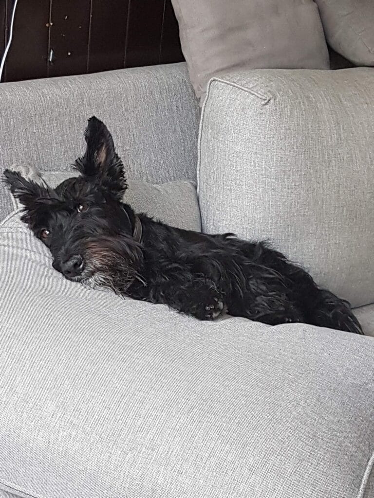 Este es mi perro Stout