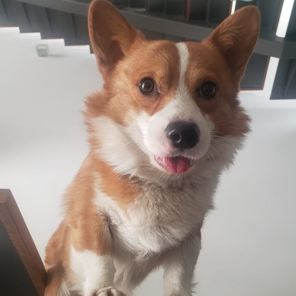 El es mi perro Cheddar