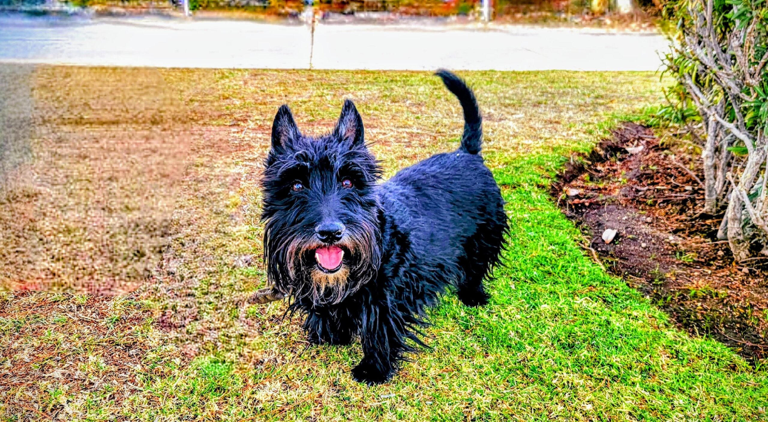 Un duelo silencioso: El dolor de perder a una mascota